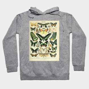 Adolphe Millot Arthropodes Insects papillons Chart Illustration Butterflies Hoodie